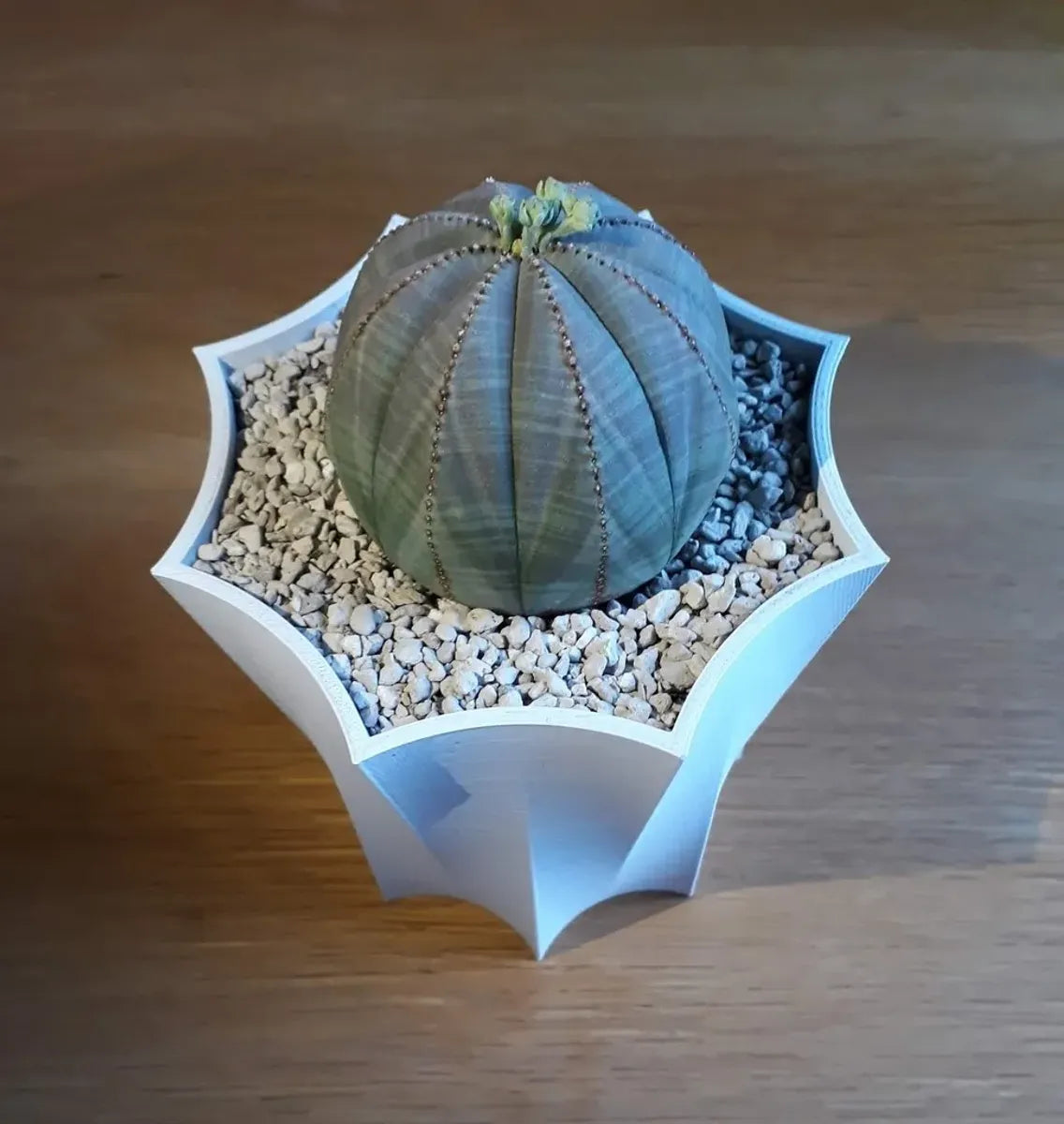 Octopot - Pot de Plante Octogonal pour un Style Unique et Moderne