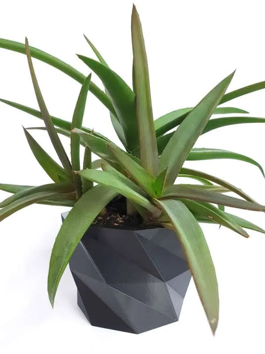 Pot de plante géométrique