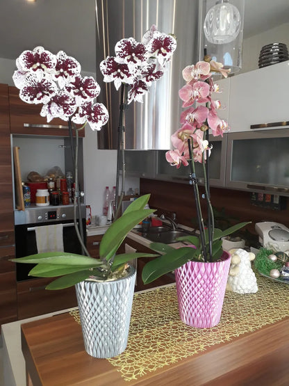 Pot moderne pour orchidée
