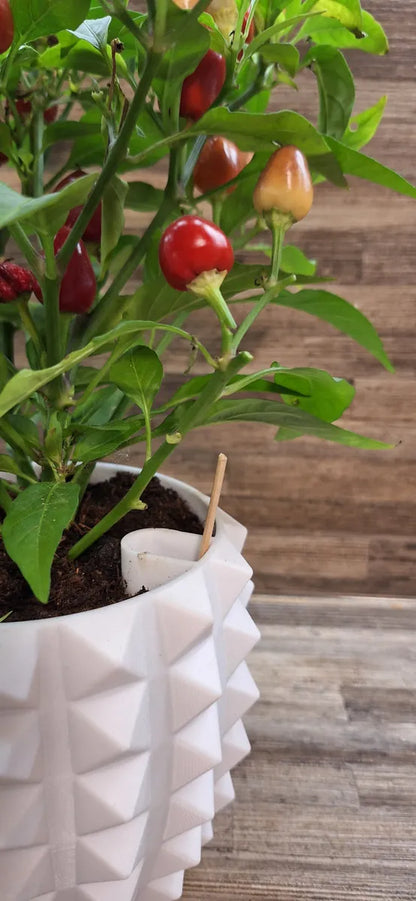 Pot de plante