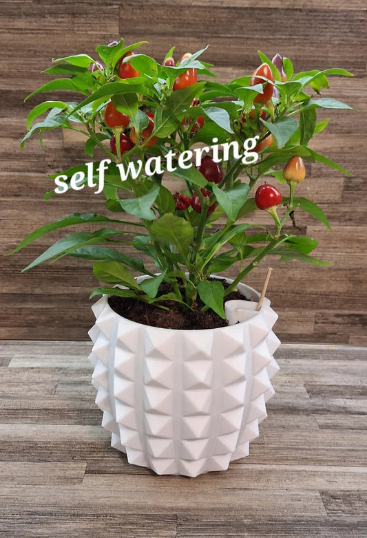 Pot de plante