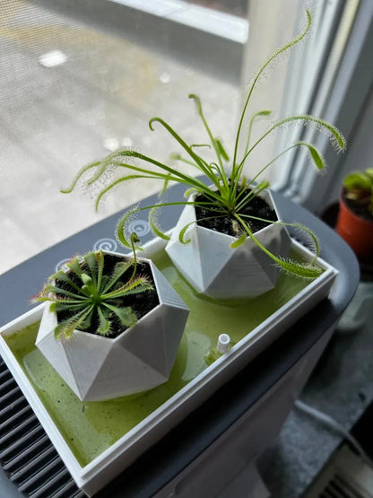 Pot de plante carnivore