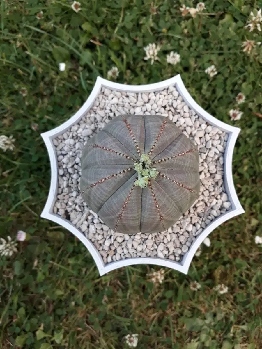 Octopot - Pot de Plante Octogonal pour un Style Unique et Moderne