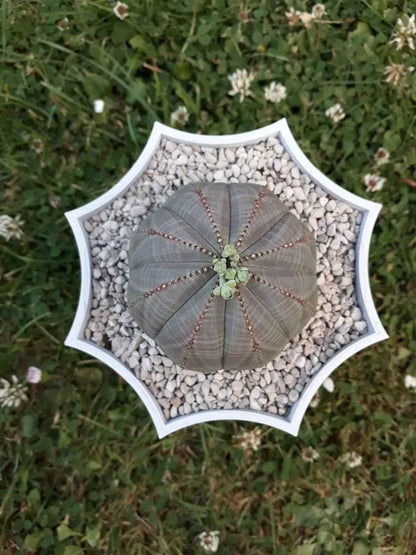 Octopot - Pot de Plante Octogonal pour un Style Unique et Moderne