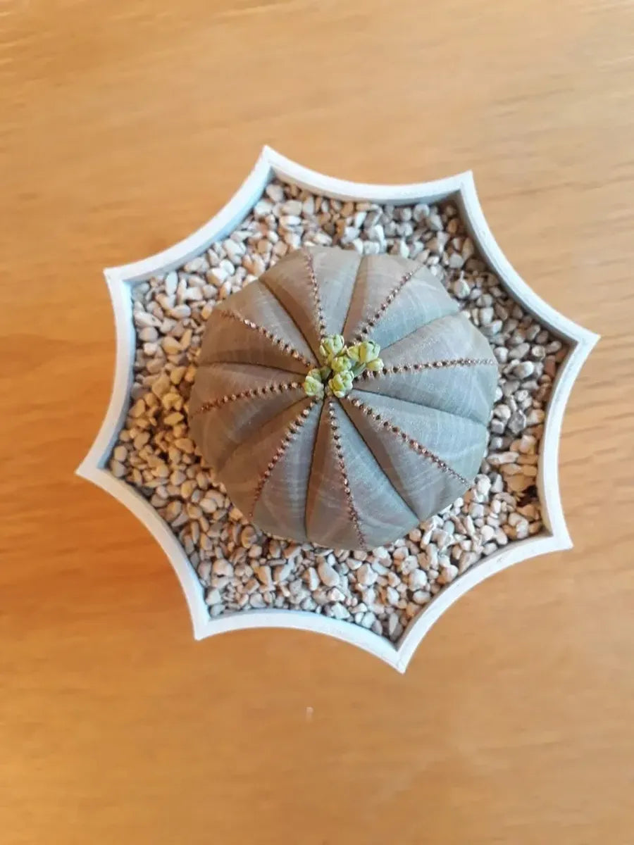Octopot - Pot de Plante Octogonal pour un Style Unique et Moderne