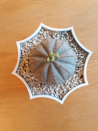Octopot - Pot de Plante Octogonal pour un Style Unique et Moderne