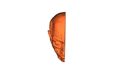 Étagères de livre anatomie - Écorché de l'anatomie humaine