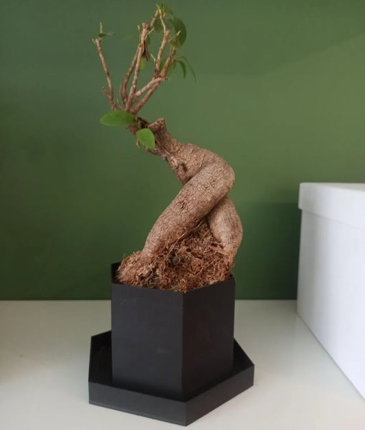 Pot de plante en hexagone