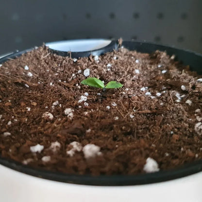 Hydroponic Self-Watering Seeds starter Robert Planters