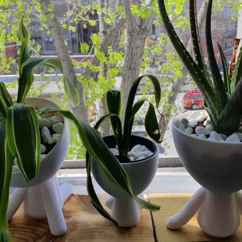 Hydroponic Self-Watering Seeds starter Robert Planters