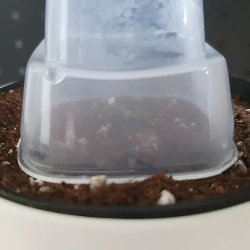 Hydroponic Self-Watering Seeds starter Robert Planters