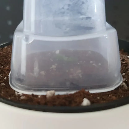 Hydroponic Self-Watering Seeds starter Robert Planters