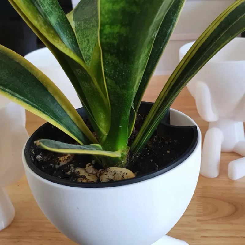 Hydroponic Self-Watering Seeds starter Robert Planters