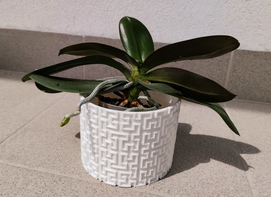 Pot de plante en courbe de Hilbert