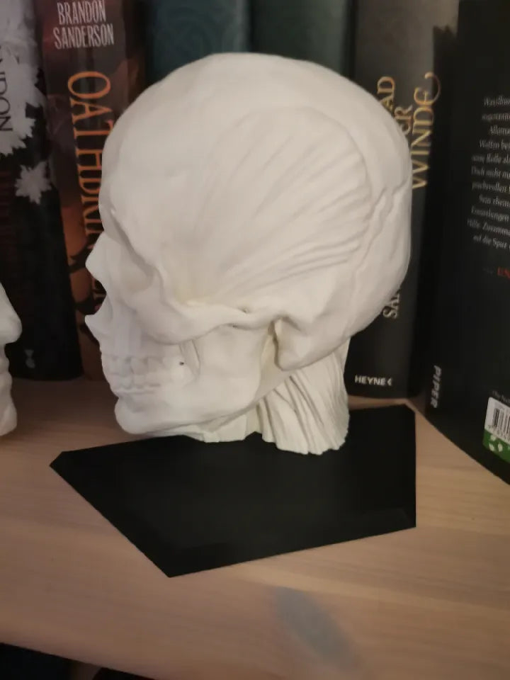 Étagères de livre anatomie - Écorché de l'anatomie humaine
