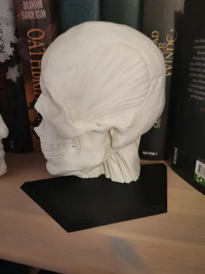 Étagères de livre anatomie - Écorché de l'anatomie humaine