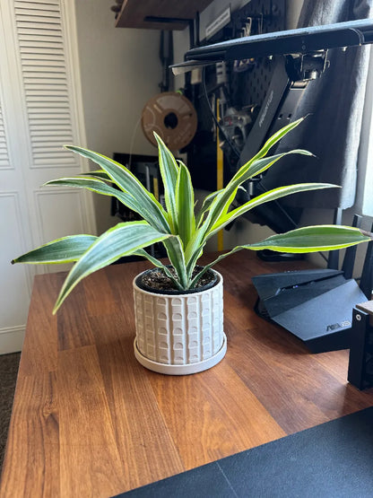 Pot de plante moderne du milieu du siècle avec soucoupe