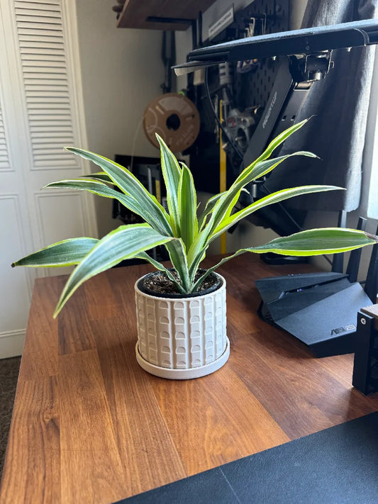 Pot de plante moderne du milieu du siècle avec soucoupe