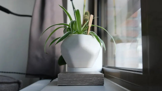 Pot de Plante Flottant