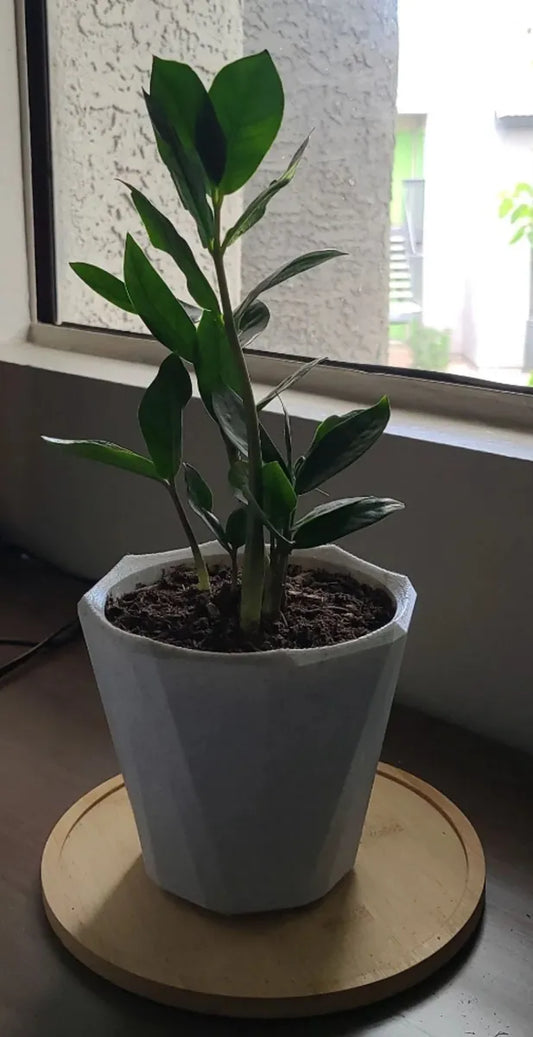 Pot de Plante Basique