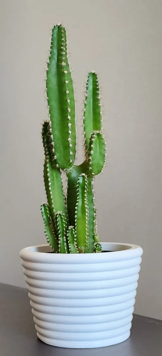 Pot de Plante