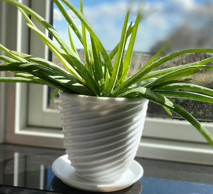 Pot de fleurs avec soucoupe de 10, 12 et 15 cm de diamètre