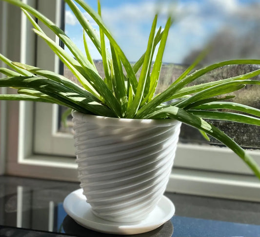 Pot de fleurs avec soucoupe de 10, 12 et 15 cm de diamètre
